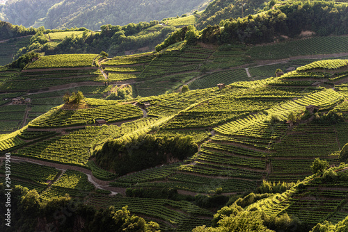 Terraced fields with green vineyards at summer, Italian Alps, Trento Province, Trentino Alto Adige, Italy, Europe
