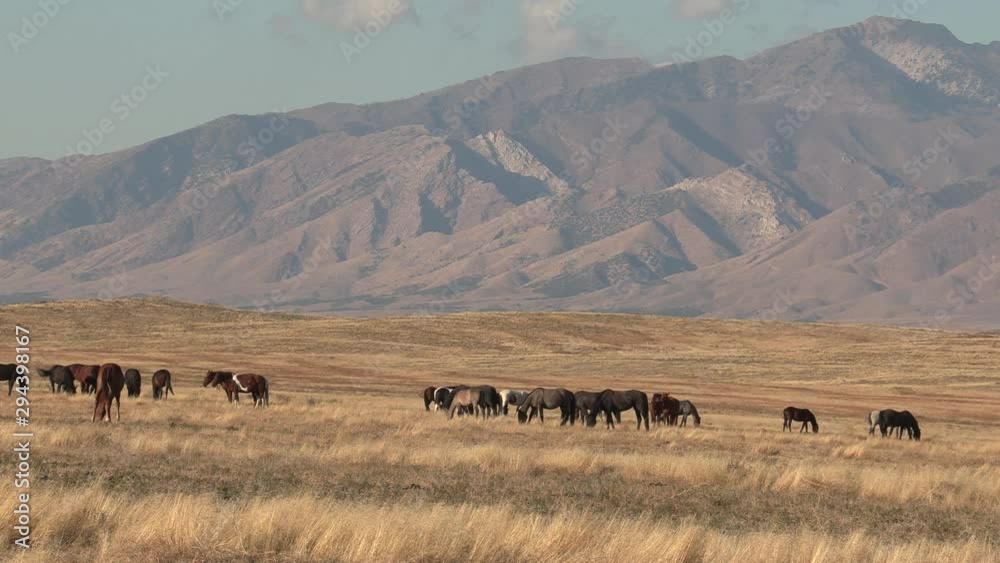 Wild horses in the Utah Desert Wild horses in the Utah Desert
