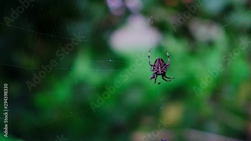 Garden cross spider feasting on its prey