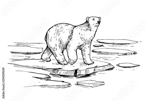 Fotografie, Obraz Sketch of polar bear. Hand drawn illustration converted to vector