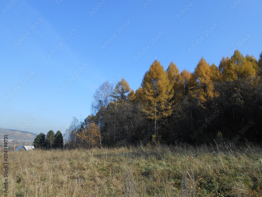 Fototapeta premium autumn landscape with trees and blue sky