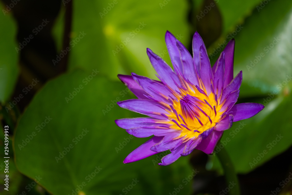 Purple lotus  is in the pond.
