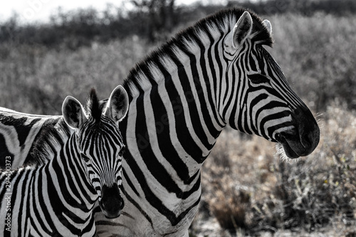 Zebre au par national d'etosha en namibie