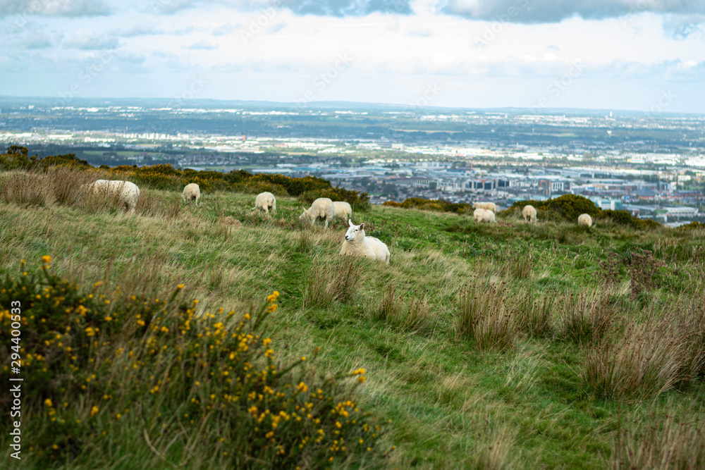 Green fields in the Irish countryside with grazing sheep and blue sky with Dublin city in the background. 