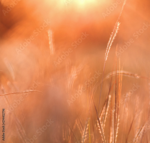 Grass and the warm light of sunset
