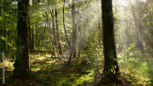 Wald mit zwei großen Bäumen im Vordergrund und Sonnenstrahlen im Nebel im Hintergrund