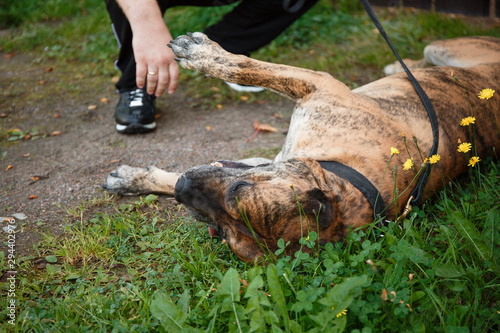 Beautiful adult dog. Tigers Staffordshire Terrier. Big fighting dog for home guard, quarterback, friend. Noisy photography, film grain processing