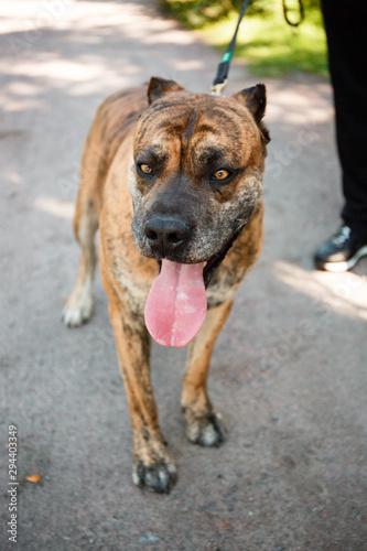 Beautiful adult dog. Tigers Staffordshire Terrier. Big fighting dog for home guard, quarterback, friend. Noisy photography, film grain processing