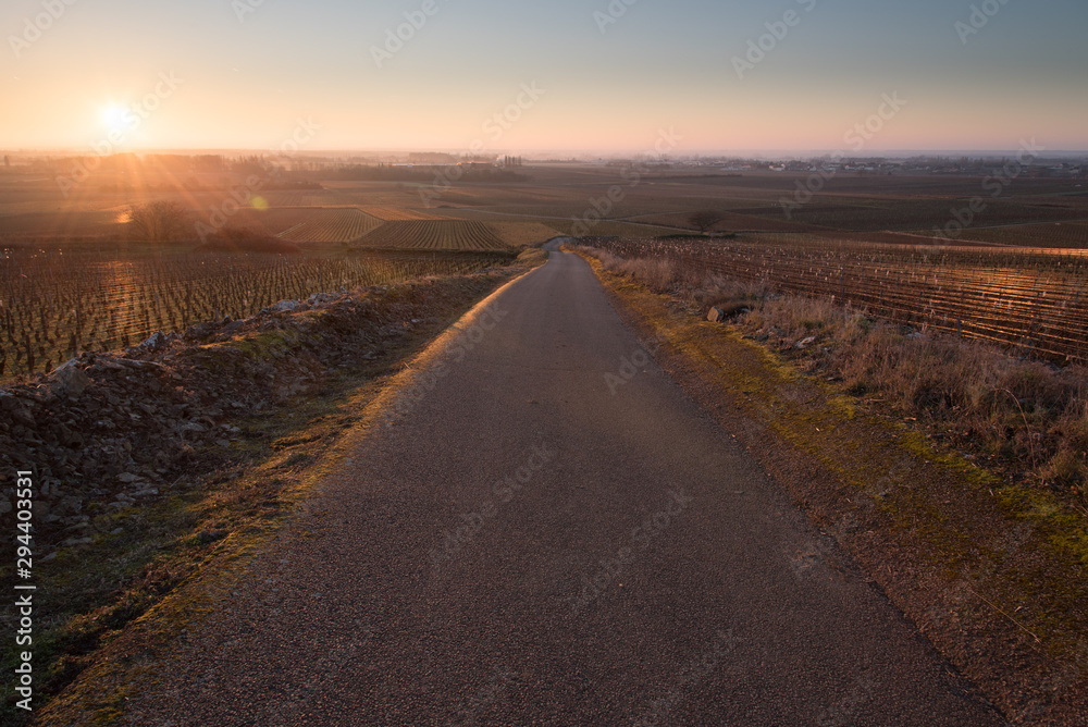 Fototapeta premium Un paysage de vignoble en hiver. Une route dans le vignoble de Bourgogne en hiver. Le soleil levant sur les vignes. Un coucher de soleil sur des vignes. Un lever de soleil sur des vignes. Une route