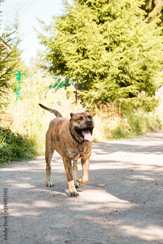 Beautiful adult dog. Tigers Staffordshire Terrier. Big fighting dog for home guard, quarterback, friend. Noisy photography, film grain processing