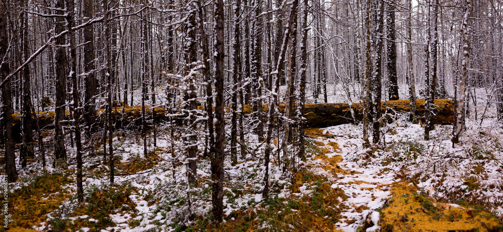 Panorama view of snowy scenery fall of the larch forest. A snowy forest scene, The first snow fall in the forest landscapes.