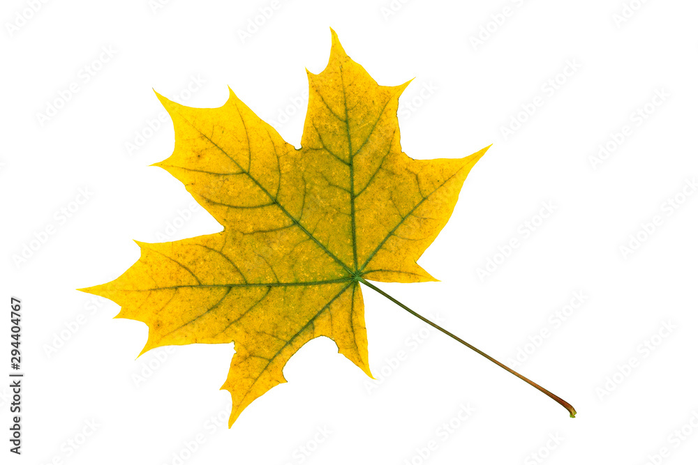 Green autumn maple leaf isolated on white. Herbarium, yellow, green autumn leaves. Top view. High resolution photo. Green autumn maple leaf isolated on white. Herbarium, yellow, green autumn leaves. Top view. High resolution photo.