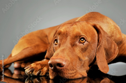 Wallpaper Mural Studio shot of a lovely magyar vizsla Torontodigital.ca