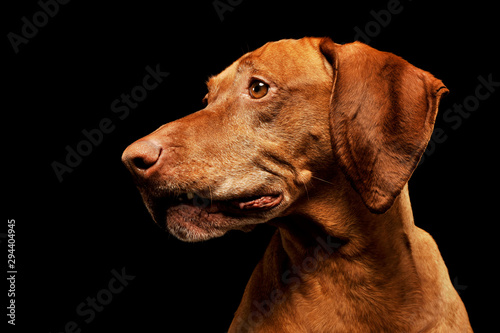 Portrait of a lovely magyar vizsla