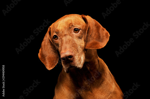 Portrait of a lovely magyar vizsla