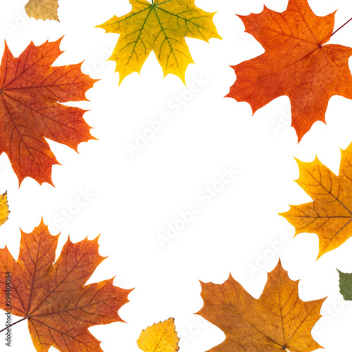 natural yellow  red flat layout. frame of autumn orange maple leaves on white background. maple leaf border. top flatlay
