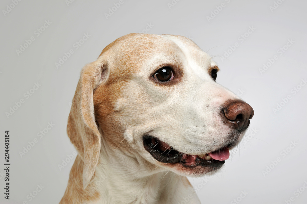 Portrait of an adorable beagle