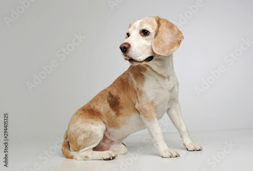 Fototapeta Naklejka Na Ścianę i Meble -  Studio shot of an adorable beagle