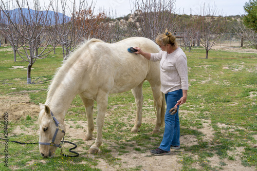 Painted Quarter horse is being brushed by woman at Aguanga, CA, USA photo