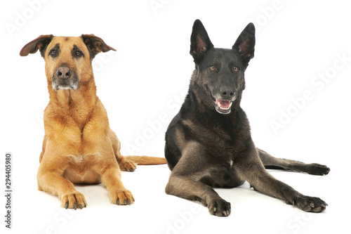 Studio shot of a a german shepherd and a mixed breed dog