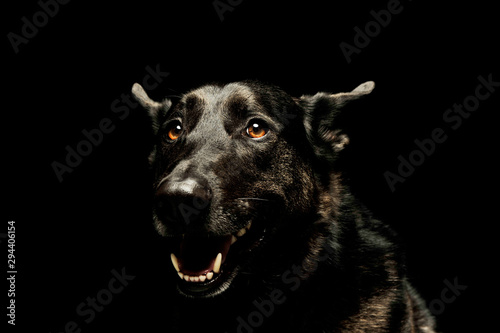 Wallpaper Mural Portrait of an adorable german shepherd Torontodigital.ca