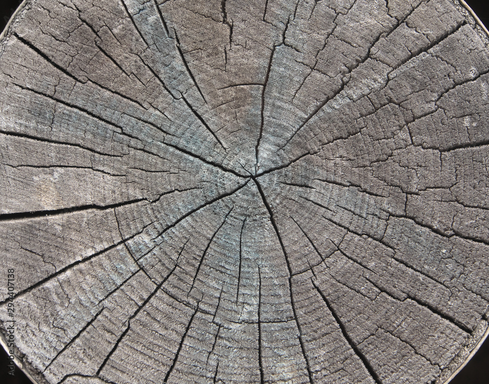 The textured background of the old birch wood cut with fissure and crack