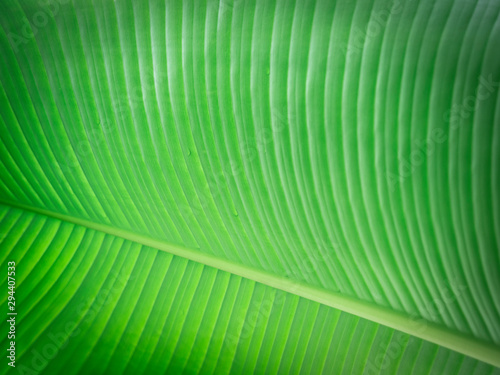 Banana leaf close up. Nature background