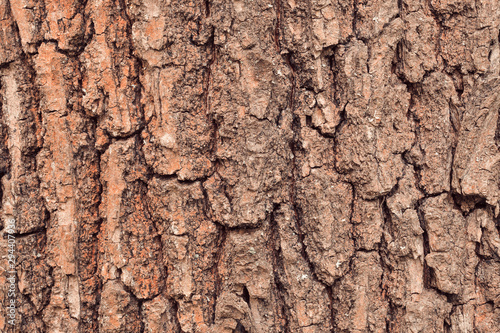 Tree bark texture. Warm tones