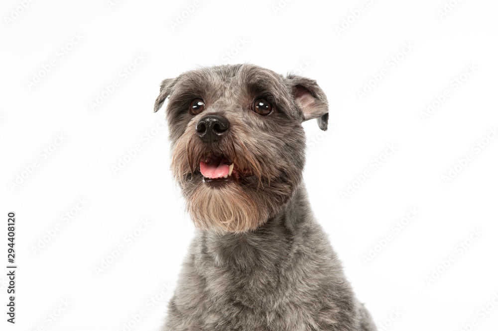 Portrait  of an adorable mixed breed dog