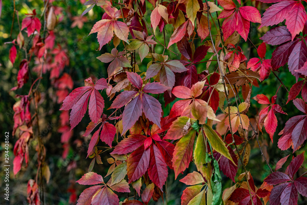 Red wild wine leaves. Red wild wine leaves.