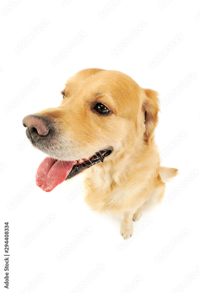 Studio shot of an adorable labrador retriever Studio shot of an adorable labrador retriever