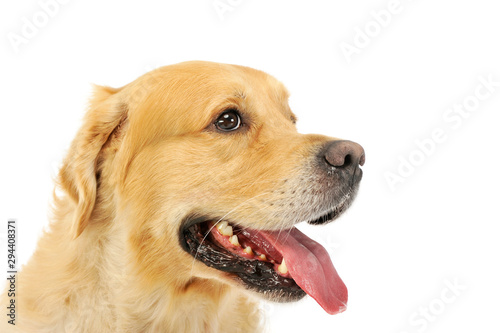 Portrait of and adorable labrador retriever