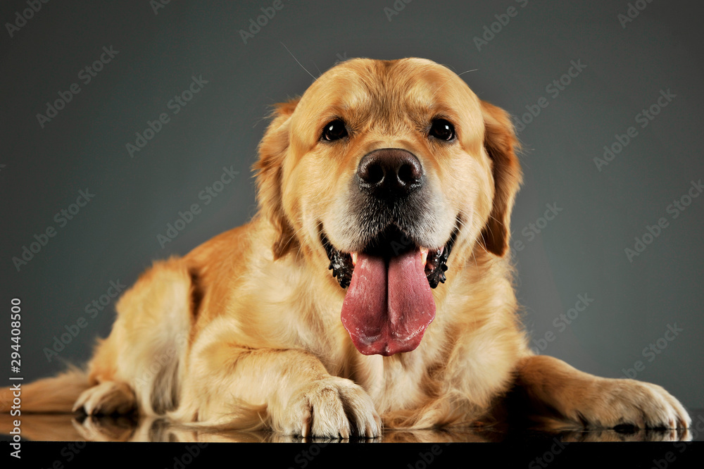 Studio shot of an adorable labrador retriever Studio shot of an adorable labrador retriever