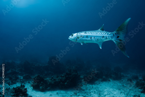 A large barracuda hovers in the crystal clear waters of the Turks and Caicos islands while waiting for a meal.  © Eric Carlander