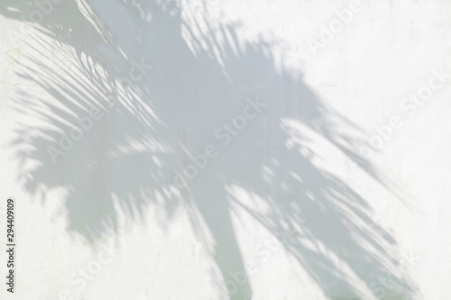 Leaves shadow background of natural palm trees  trunk and  branch falling on white wall