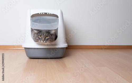 front view of young blue tabby maine coon cat leaving gray hooded cat litter box with flap entrance standing on a wooden floor in front of white wall with copy space looking at camera photo