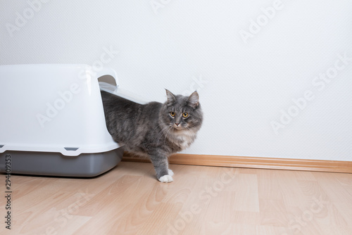 side view young blue tabby maine coon cat leaving hooded gray cat litter box with flap entrance on wooden floor in front of white wall with copy space looking to side standing on front paws