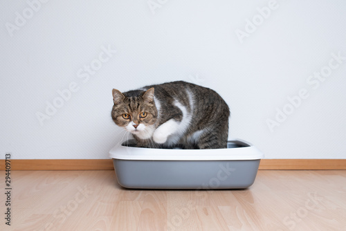 side view of a tabby british shorthair cat using a cat litter box in front of white wall with copy space looking ahead