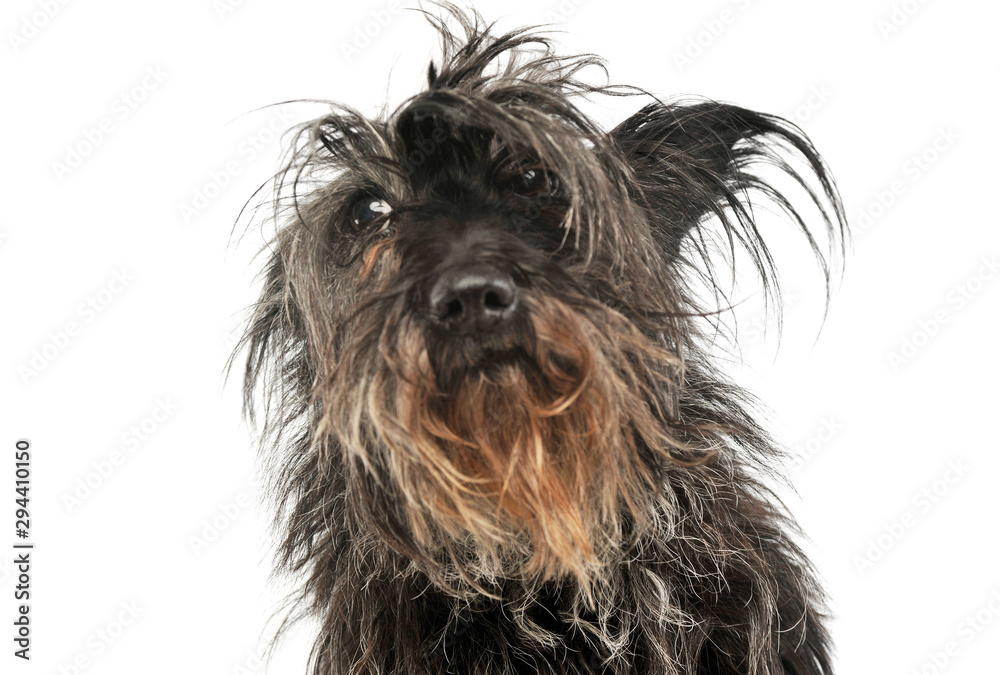 Portrait of an adorable mixed breed dog Portrait of an adorable mixed breed dog
