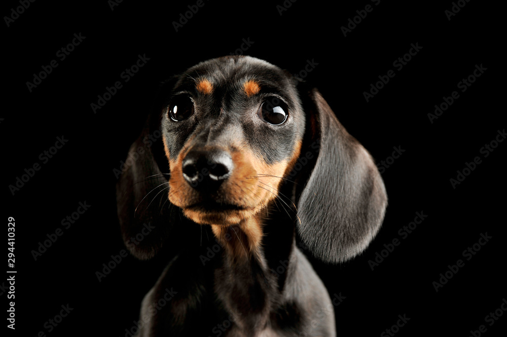 Portrait of and adorable Dachshund puppy