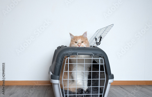 Leinwand Poster ginger maine coon cat looking out of a pet carrier standing in front of white wa
