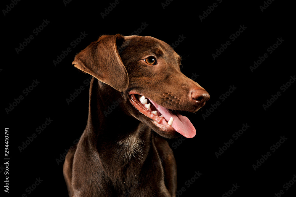 Portrait of an adorbale mixed breed puppy Portrait of an adorbale mixed breed puppy