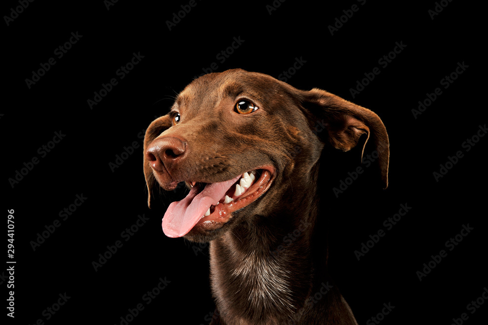 Portrait of an adorbale mixed breed puppy Portrait of an adorbale mixed breed puppy