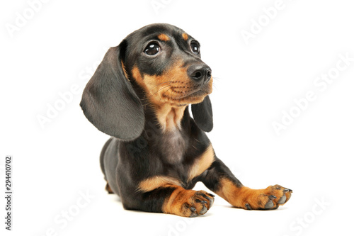 Fototapeta Naklejka Na Ścianę i Meble -  Studio shot of an adorable Dachshund puppy