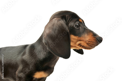 Portrait of and adorable Dachshund puppy