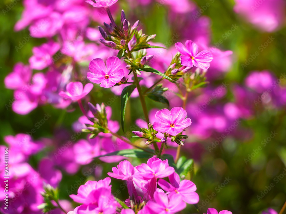 Pink Phlox aka N3 Springfall Smooth Phlox, Phlox glaberrima Pink Phlox aka N3 Springfall Smooth Phlox, Phlox glaberrima