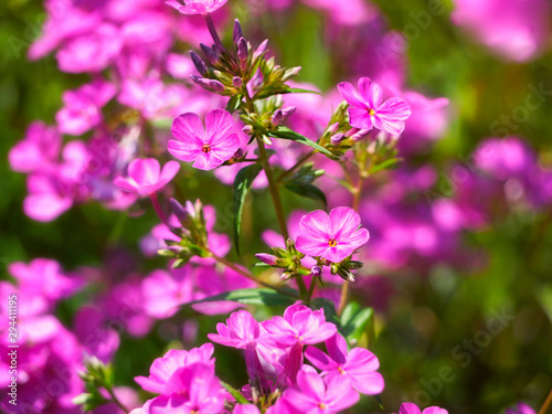 Pink Phlox aka N3 Springfall Smooth Phlox, Phlox glaberrima © Marianne Campolongo
