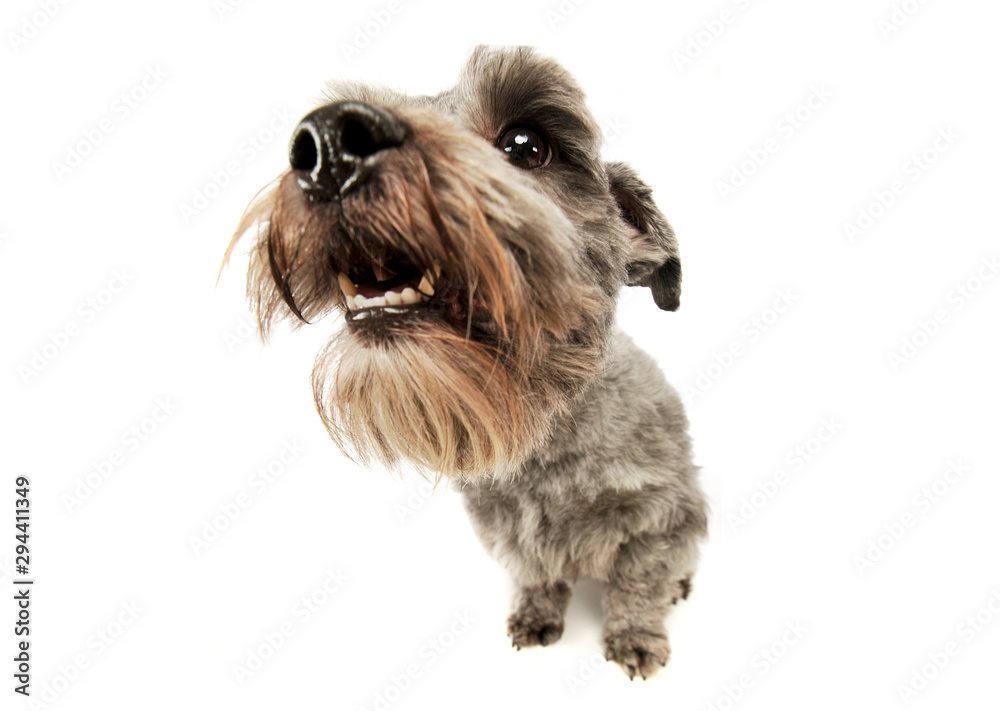 Studio shot of an adorable mixed breed dog Studio shot of an adorable mixed breed dog