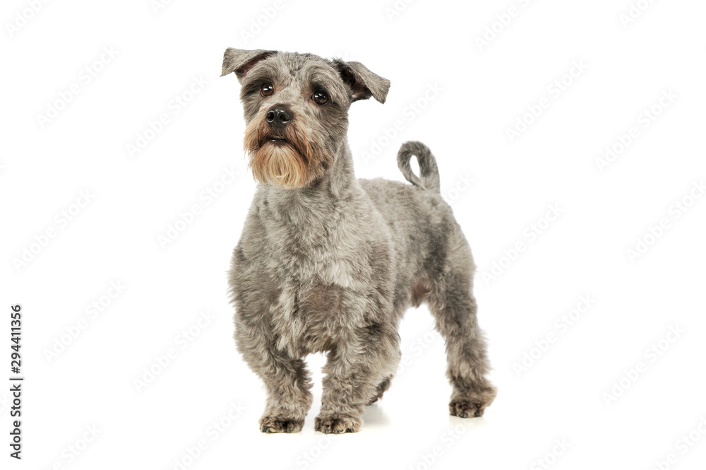 Studio shot of an adorable mixed breed dog