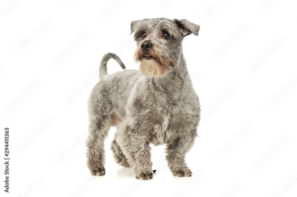 Studio shot of an adorable mixed breed dog